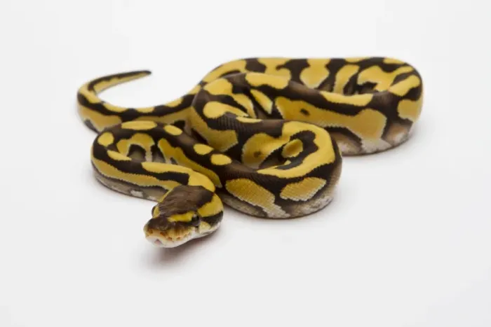 Stampa con cornice : Tigre Fantasma Ball Python o Serpente reale -Python regius-, femmina. Stampa con cornice : Tigre Fantasma Ball Python o Serpente reale -Python regius-, femmina.