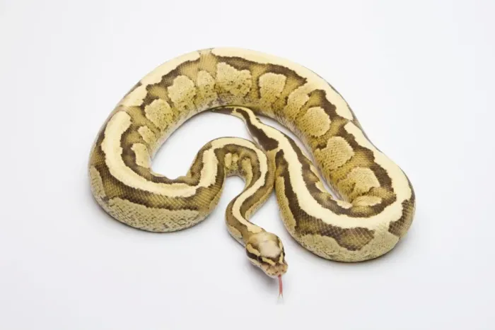Stampa con cornice : Vaniglia Panna Ball Python o Python Reale -Python regius-, maschio.