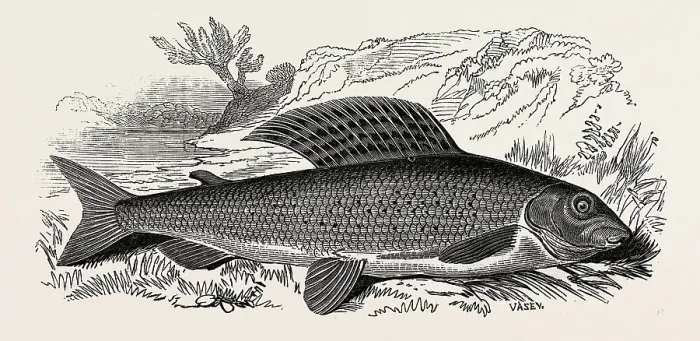 Stampa con cornice : La Grayling