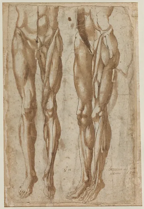 Stampa con cornice : Due Studi Flayato Uomo recto Studio Torso Squartato