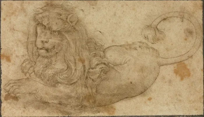 Stampa con cornice : Studio di un Leone.