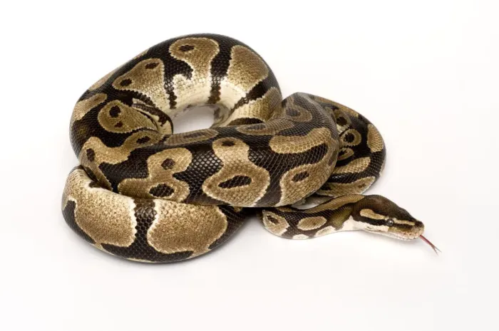 Stampa con cornice : Ball / Python reale (Python regius) avvolto con la lingua estesa. Stampa con cornice : Ball / Python reale (Python regius) avvolto con la lingua estesa.