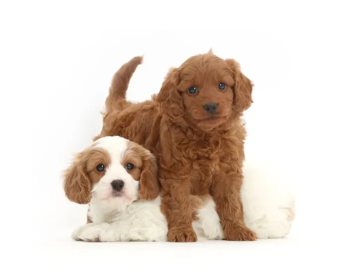 Stampa con cornice : Due cuccioli di Cavapoo. Stampa con cornice : Due cuccioli di Cavapoo.