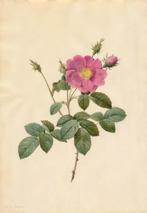 Stampa con cornice : Cabbage Rose (Rosa Centifolia Simplex), 1817-1824. Creatore: Henry Joseph Redoute (francese). Stampa con cornice : Cabbage Rose (Rosa Centifolia Simplex), 1817-1824. Creatore: Henry Joseph Redoute (francese).