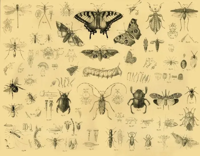 Stampa con cornice : Insetti, c1910. Creatore: Sconosciuto. Stampa con cornice : Insetti, c1910. Creatore: Sconosciuto.