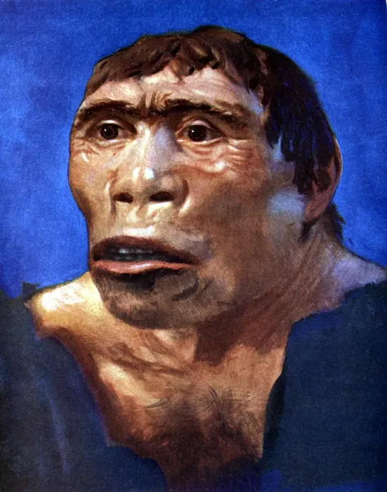 Stampa con cornice : Uomo di Java (Pithecanthropus erectus)