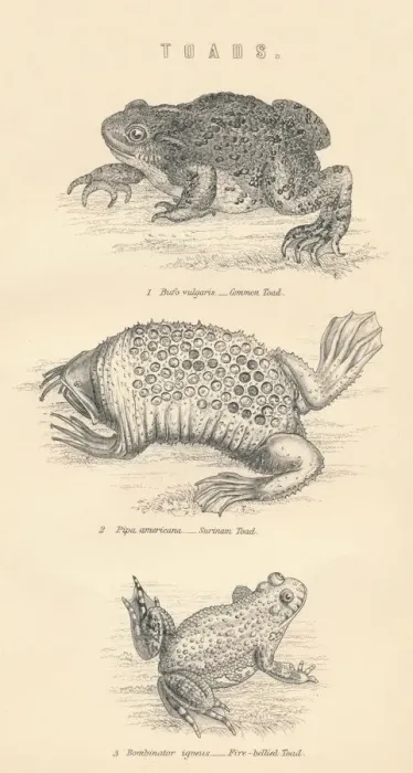 Stampa con cornice : Rane, 1885.