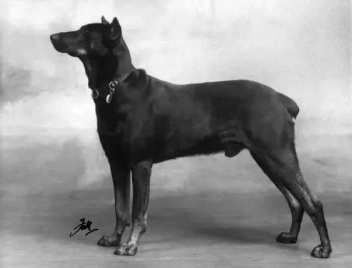 Stampa con cornice : Caduta / Dobermann / 1940 Stampa con cornice : Caduta / Dobermann / 1940