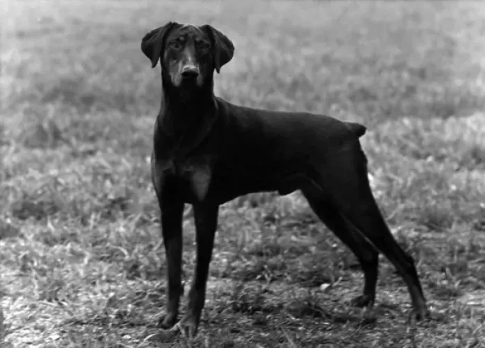 Stampa con cornice : Caduta / Dobermann / 1952 Stampa con cornice : Caduta / Dobermann / 1952