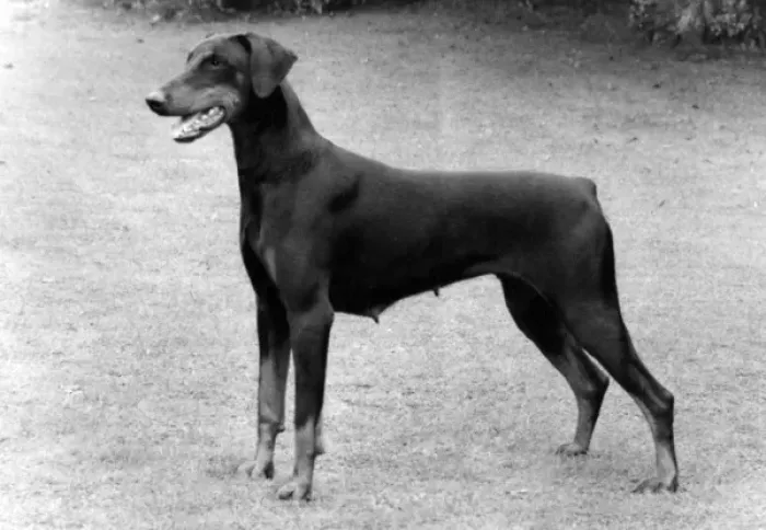 Stampa con cornice : Cade  /  Dobermann  /  1983