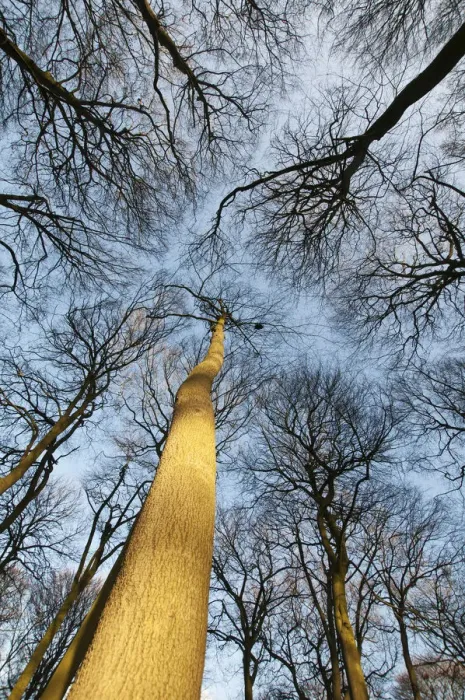 Stampa con cornice : faggio, fagus sylvatica
