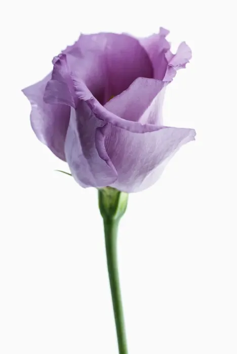 Stampa con cornice : Lisianthus, eustoma. Stampa con cornice : Lisianthus, eustoma.