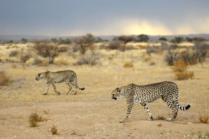 Stampa con cornice : Namibia. Pantalone (Acinonyx jubatus), Quiver Tree Rest Camp