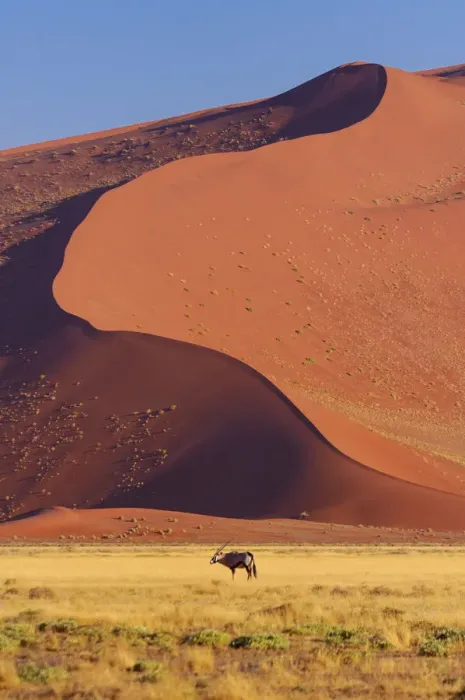 Stampa con cornice : Namibia. Gemsbok (Oryx gazella), Dune di Sabbia