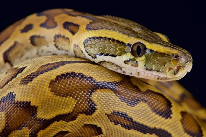 Stampa con cornice : L'African rock python (Python sebae) è la più grande specie di serpente dell'Africa.