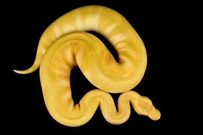Stampa con cornice : La boa constrictore (Python regius) è una delle specie di serpenti più popolari come animali da compagnia nel mondo. Stampa con cornice : La boa constrictore (Python regius) è una delle specie di serpenti più popolari come animali da compagnia nel mondo.