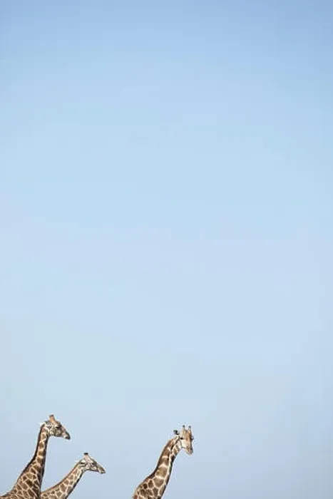Stampa con cornice : Una torre di giraffa in Namibia. Stampa con cornice : Una torre di giraffa in Namibia.