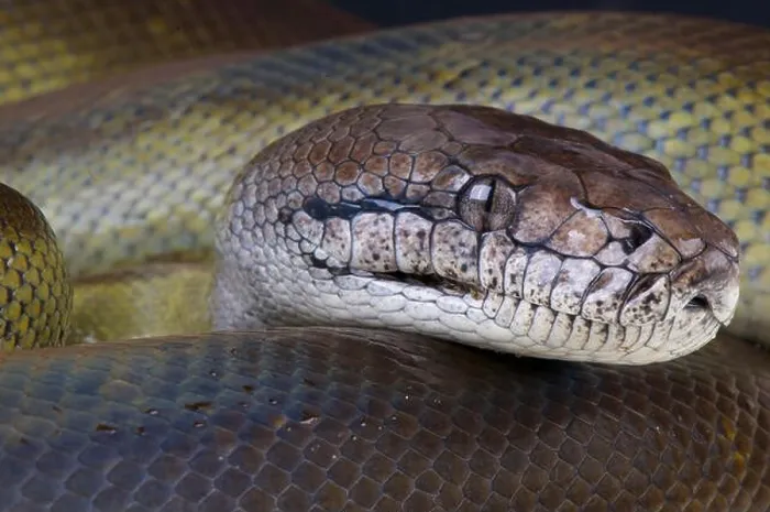 Stampa con cornice : Papua Python  /  Apodora papuana