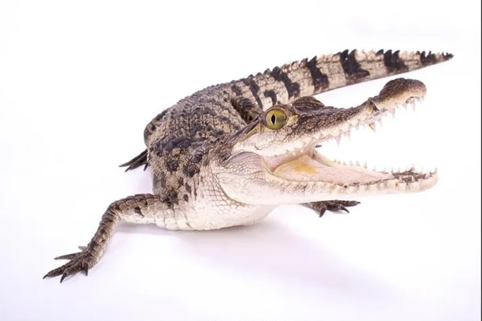 Stampa con cornice : Coccodrillo filippino, Crocodylus mindorensis.