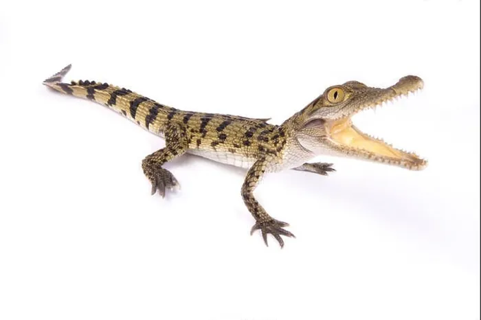 Stampa con cornice : Coccodrillo filippino, Crocodylus mindorensis.