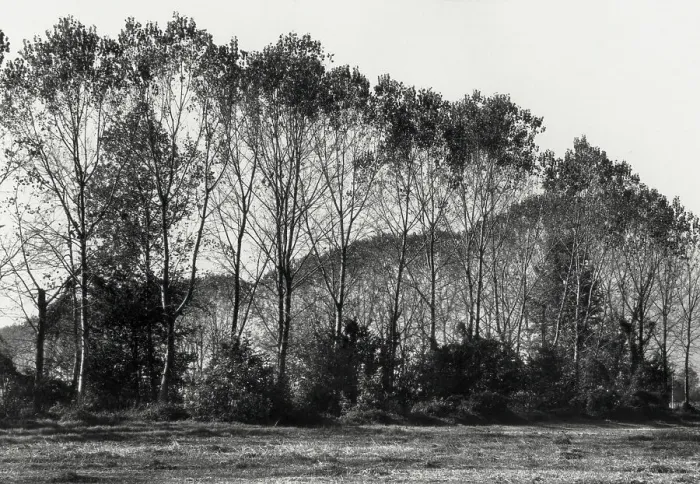 Stampa con cornice : Bosco a Barbata Photographic Print
