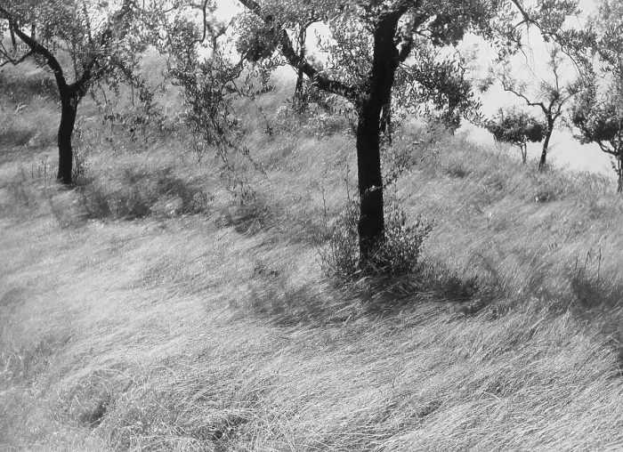 Stampa con cornice : Alinari Print of an Olive Tree