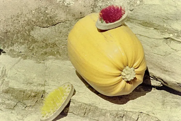 Stampa con cornice : 19th Century Zucca Print