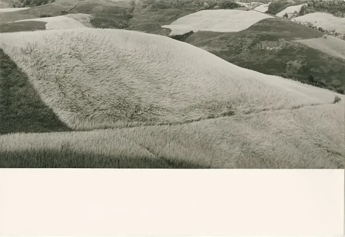 Stampa con cornice : Campi di grano Print, Late 19th Century Photographic Print