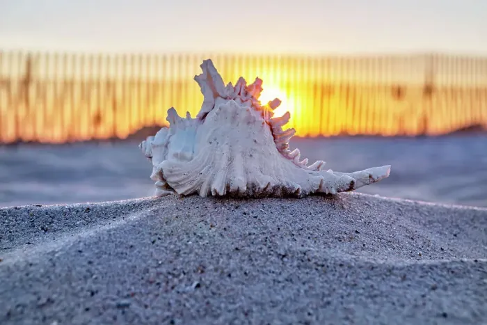 Stampa con cornice : Seashell Stampa con cornice : Seashell