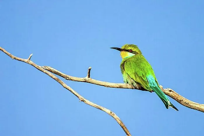 Stampa con cornice : Africano beccuccia (Merops apiaster), Sudafrica, Africa.
