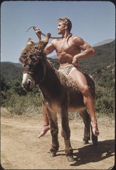 Stampa con cornice : Il bodybuilder con serpente su asino c.1951