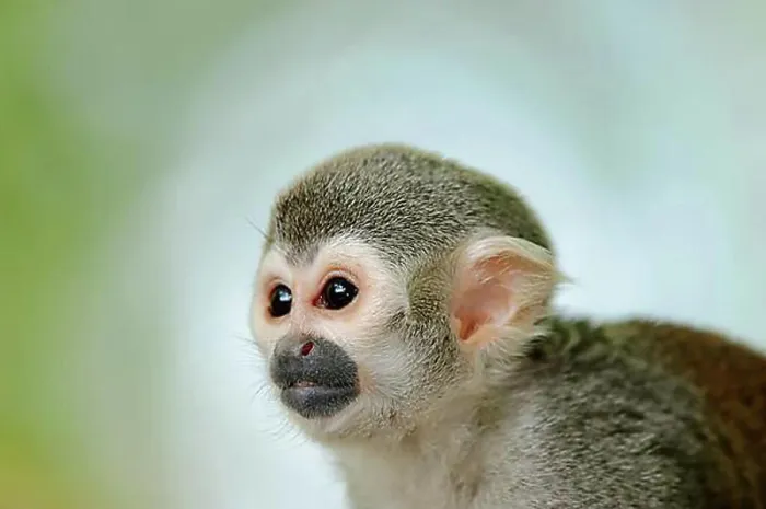 Stampa con cornice : Scimmia Squirling comune (Saimiri sciureus), ritratto di animale, in cattività, Germania, Europa. Stampa con cornice : Scimmia Squirling comune (Saimiri sciureus), ritratto di animale, in cattività, Germania, Europa.