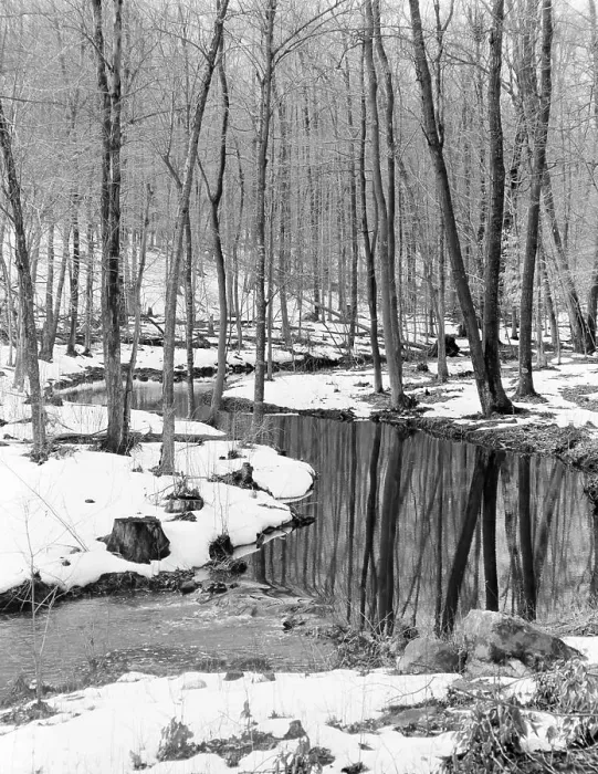 Stampa con cornice : Foresta invernale. Stampa con cornice : Foresta invernale.
