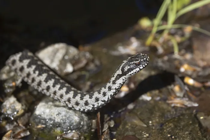 Stampa con cornice : Vipera berus. Stampa con cornice : Vipera berus.