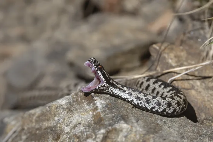 Stampa con cornice : Vipera berus