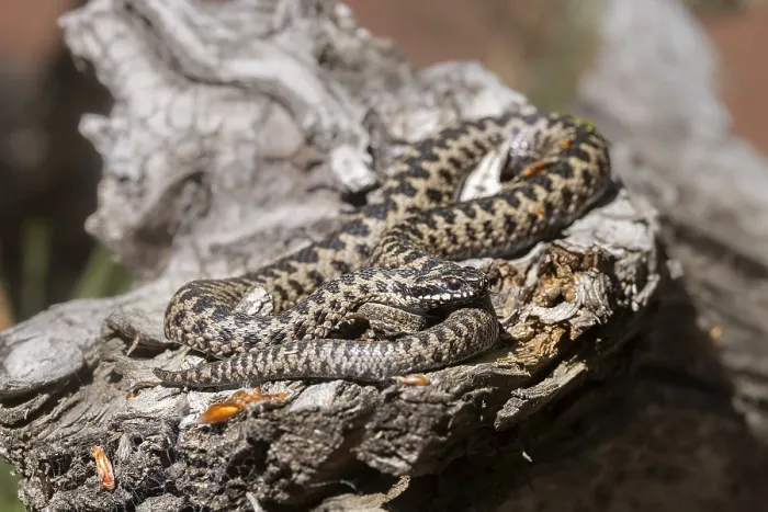 Stampa con cornice : Vipera berus.