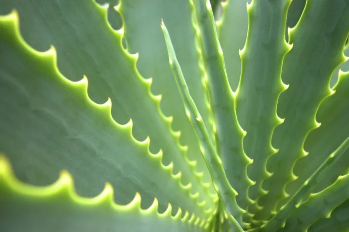 Stampa con cornice : Agave
