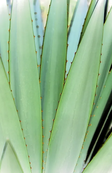 Stampa con cornice : Agave Stampa con cornice : Agave