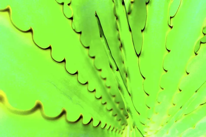 Stampa con cornice : Agave