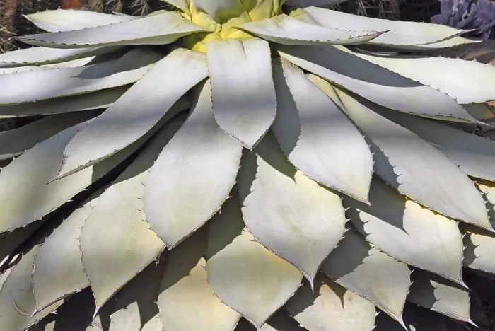Stampa con cornice : Agave