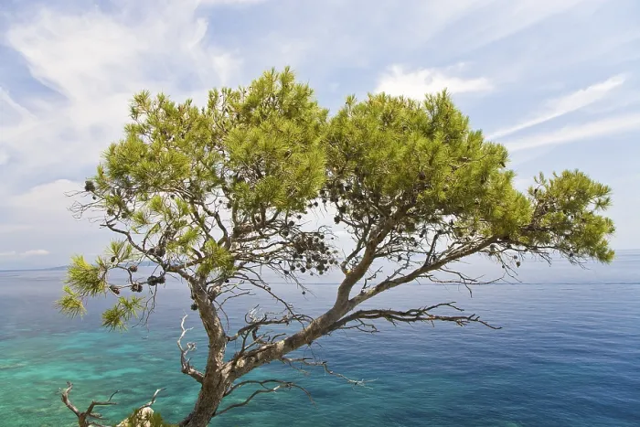 Stampa con cornice : Pino d'Alep (Pinus halepensis)