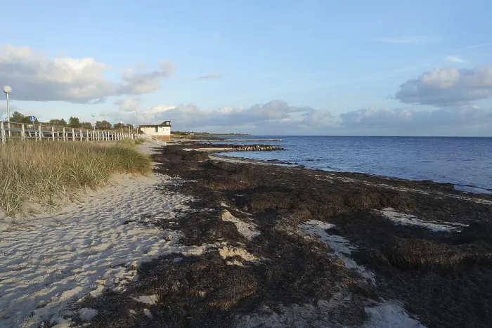 Stampa con cornice : Algae sulla spiaggia. Stampa con cornice : Algae sulla spiaggia.