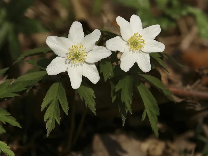 Stampa con cornice : Anemone