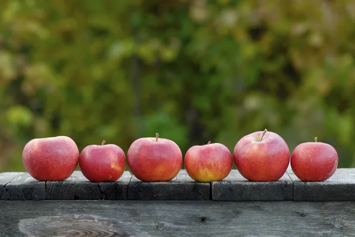 Stampa con cornice : Apples Stampa con cornice : Apples