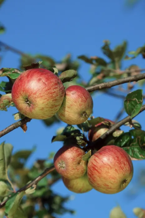 Stampa con cornice : Apples Stampa con cornice : Apples