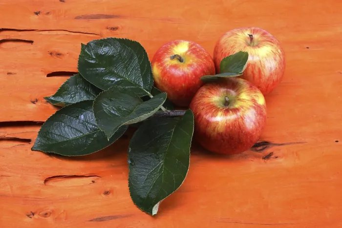 Stampa con cornice : Apples Stampa con cornice : Apples