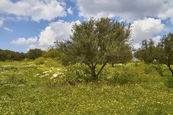 Stampa con cornice : Aptera, primavera, prati di primavera. Stampa con cornice : Aptera, primavera, prati di primavera.