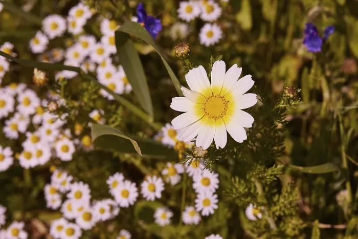 Stampa con cornice : Aptera, primavera, prati di primavera. Stampa con cornice : Aptera, primavera, prati di primavera.