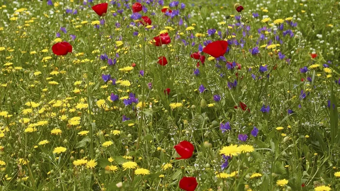 Stampa con cornice : Aptera, primavera, prati di primavera. Stampa con cornice : Aptera, primavera, prati di primavera.