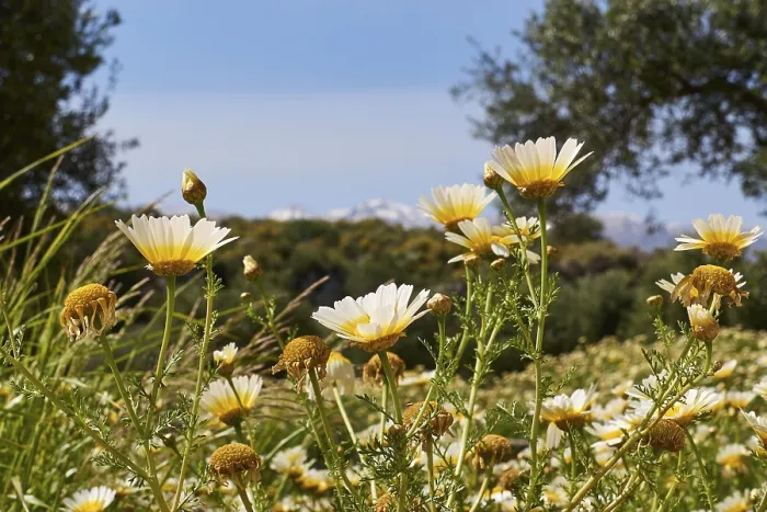 Stampa con cornice : Aptera, primavera, prati di primavera.